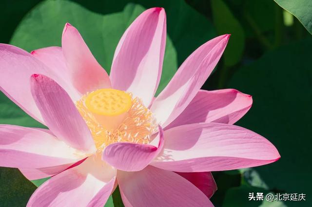 延庆：“好 运 莲 莲”~~