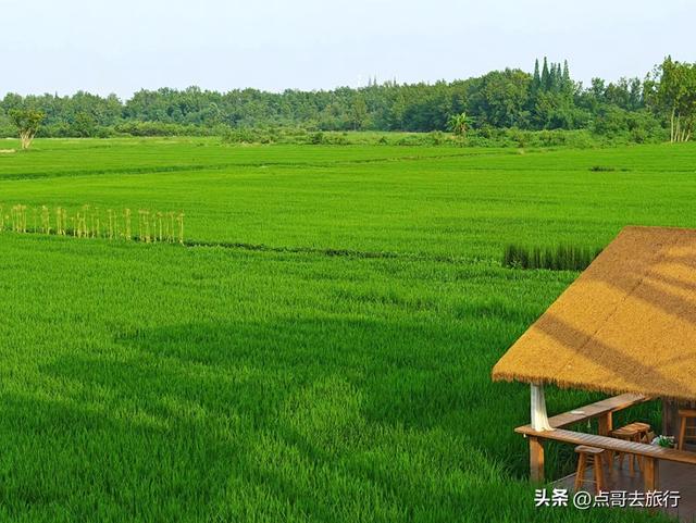 成都周边稻海秘境，超级惊艳，被严重低估，地铁公交车可直达！