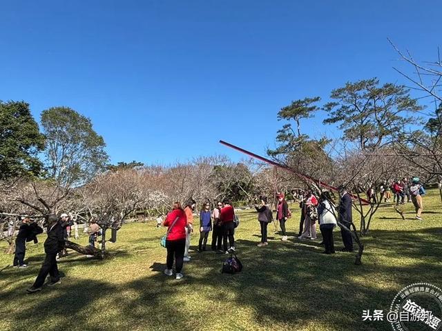角板山行馆梅花花开5成 梅花季盛开期间，将打造沉浸式赏梅体验