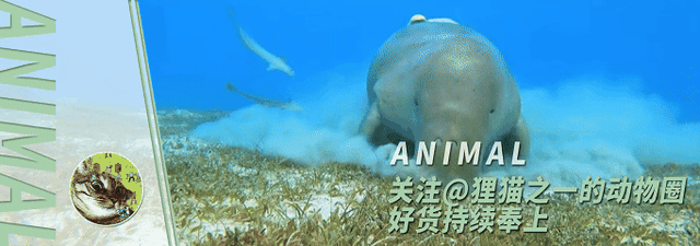 美国著名博物馆的秘密：标本上爬满食腐昆虫！馆方：是故意的！