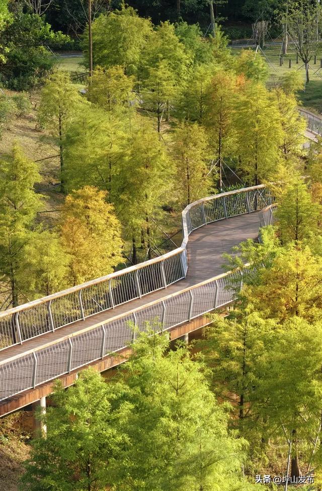 看完你的 看你的,坪山这片格桑花海承包你的秋日治愈感!