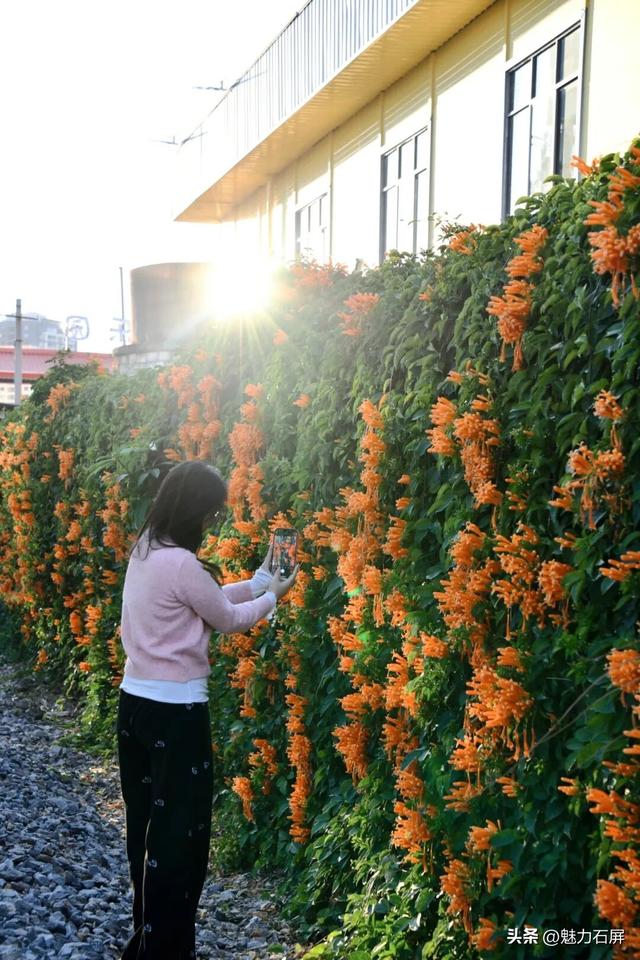 超治愈~石屏这片炮仗花海藏不住了🧡