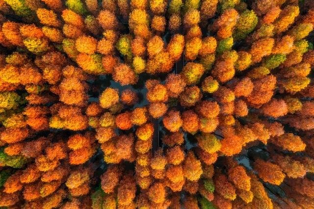 期待！七星岩落羽杉即将“变装”→