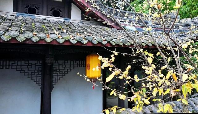 冬游看花，崇州寻梅攻略来啦！