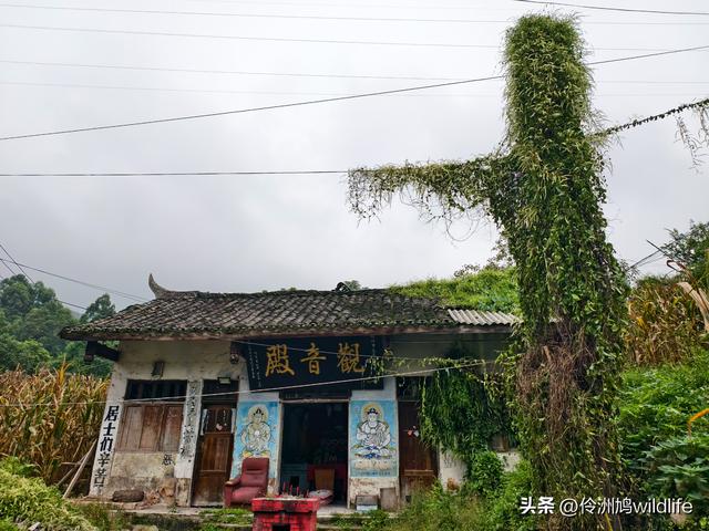 成都徒步（69）·彭州篇⑯法藏寺环线（桥断未走通）