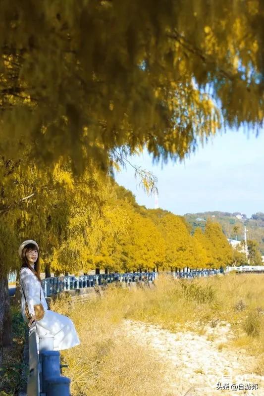 C型弯落羽松树海美拍秘境！8大取景模板3大景点顺游