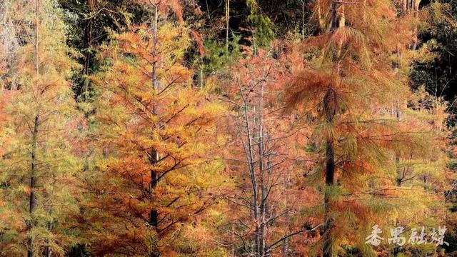 绝美！大夫山落羽杉林霸屏朋友圈