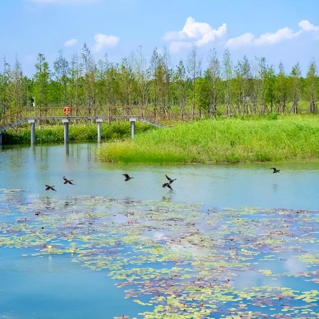 上海人的“宝藏后花园”全面升级啦！水上森林玩出新花样，这份攻略请收好！