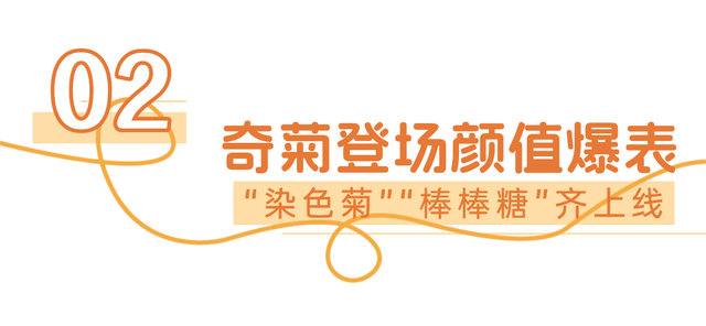 来汉口 逛江汉 | 已开幕，持续一个月！金秋菊展赏玩攻略来了
