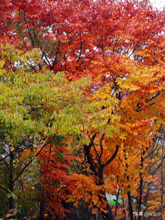 秋遇草川子，红叶醉游人