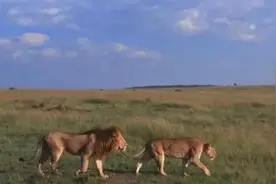 不再受束缚！普通百姓家庭装饰不适合石狮子和老虎图图片