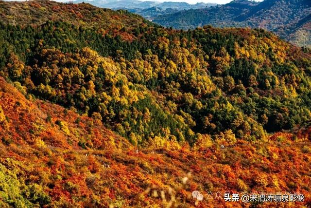 陕西渭南：姹紫嫣红 游人如织 服务周到 韩城香山红叶欣赏正当时