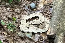 你见过的五步蛇有多大？网友：见过最大的21斤！图片