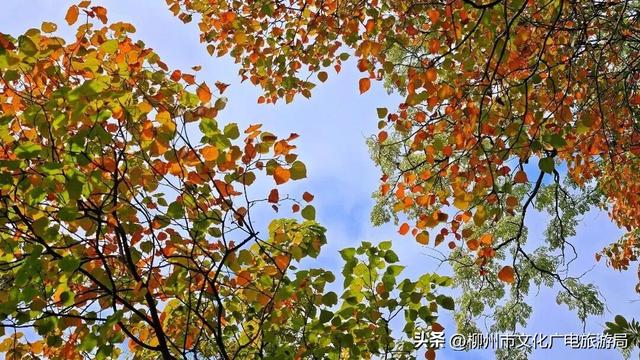 悬崖之上，红韵沸腾！雀儿山进入高光时刻