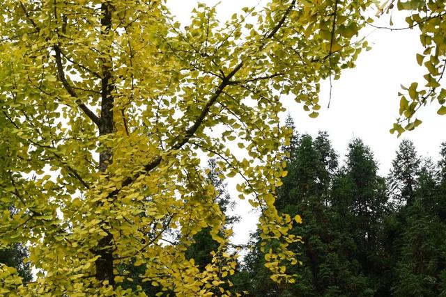 速来！桐梓这里含“金”量超高~