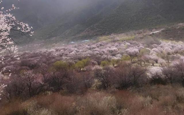 西藏绝美四季：从林芝桃花到阿里湖泊，每一眼都震撼心灵