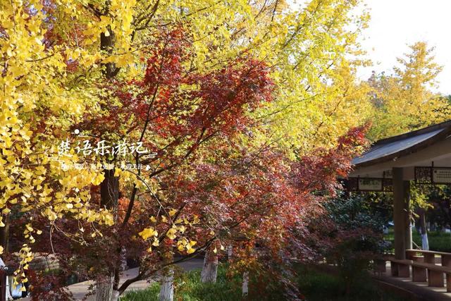 宁波慈溪的宝藏型公园，银杏水杉与红枫共绘秋日大片，比油画还美