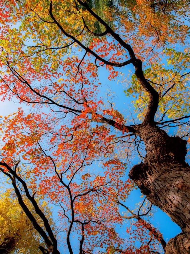 秋日限定|“落叶不扫”模式开启,44条景观道观赏指南请收藏!