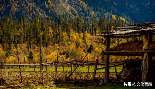 挖到国内巅峰秋景！半山秋色半山雪，不来西藏这里真的亏大了！