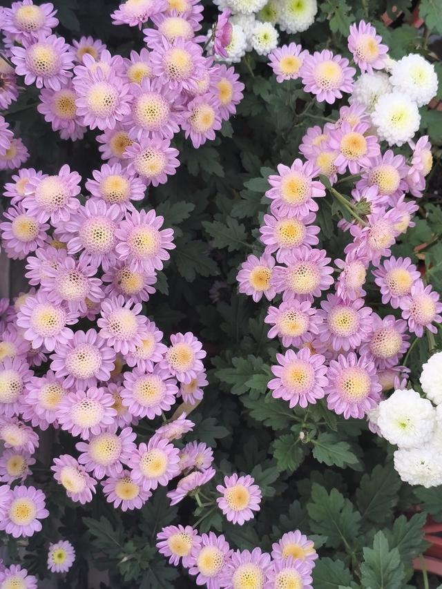 生活日常分享，独自赏花经历，以供大家娱乐