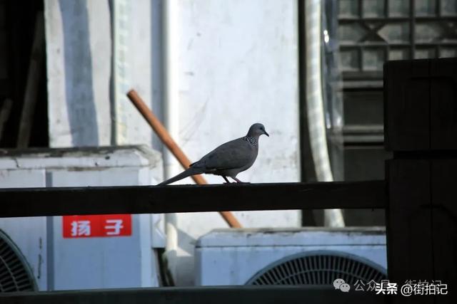 这条河边老街的“慢生活”：他们沿用数十年前的方式，一晃半生