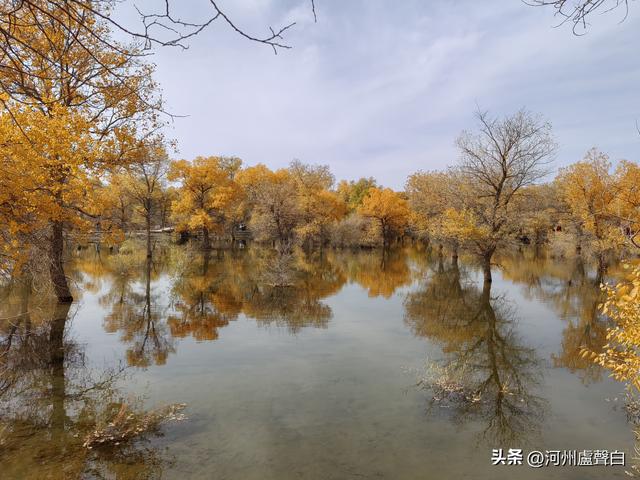 金塔胡杨林