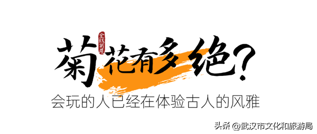 美到华妃都停步！最受欢迎的菊展打卡点就在这里