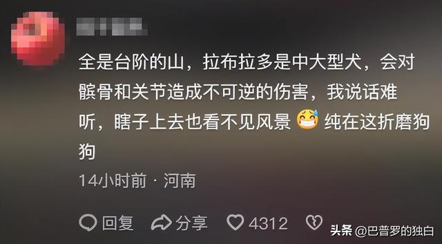 爬泰山的作死夫妻被制裁！导盲犬被收回，身份被扒，家里还有一只