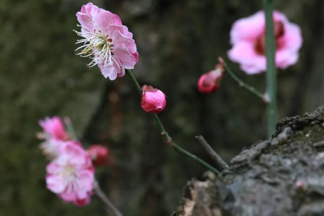 光影遇梅香！成县文旅春日上新啦