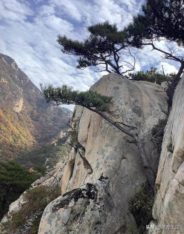 悬崖边松树遭风暴摧残，扭曲成艺术品般姿态，游客纷纷驻足惊叹