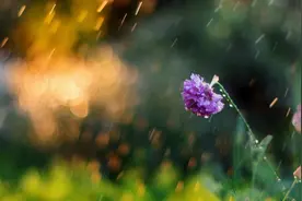 喜欢下雨，是一种“病”图片