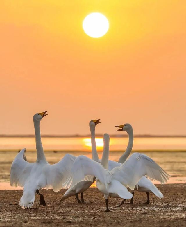 冬游威海 | “鹅”在这儿呢！