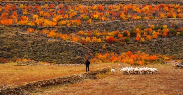 【白银文旅】冬已至秋渐远，再赏一波靖远的秋
