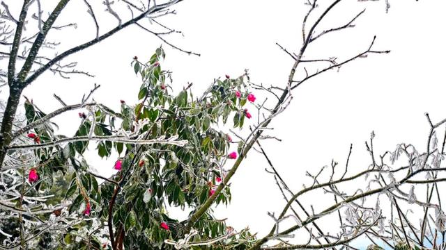 雪景 │ 美到词穷！仁怀首场雾凇惊艳上线