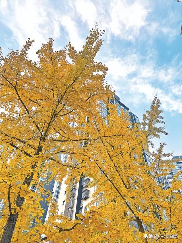 听，达州的银杏在落诗~