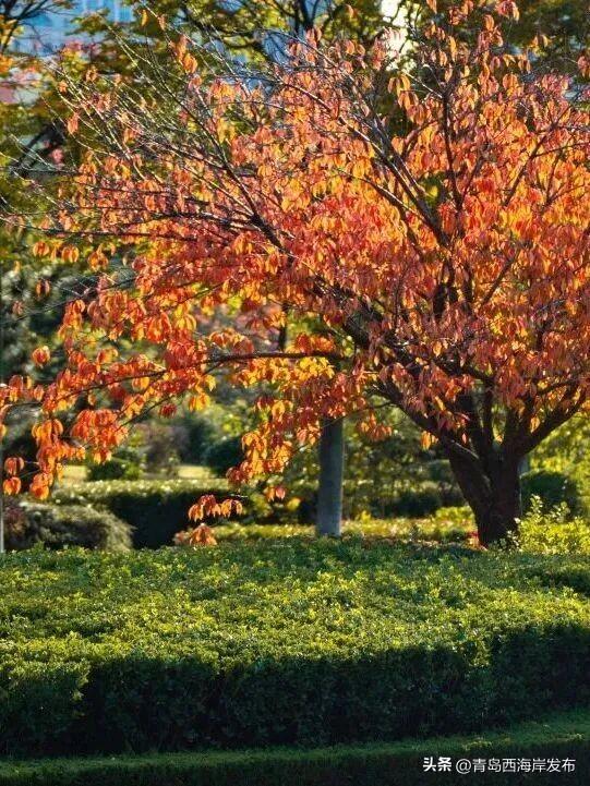 唐岛湾，美得如此满分！