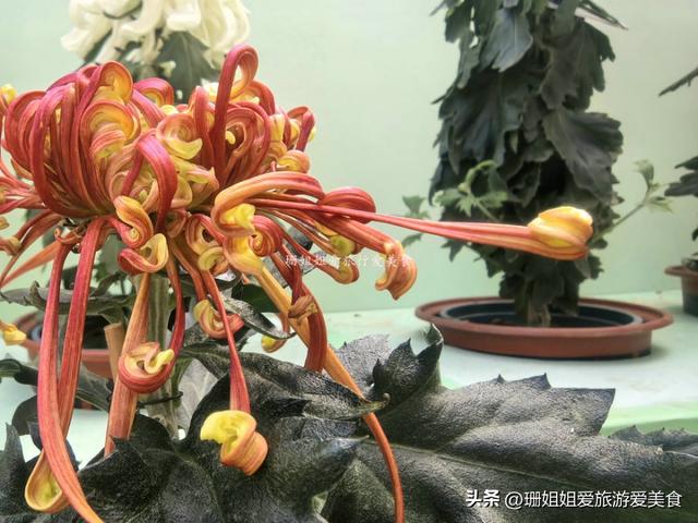 广州文化公园66届菊展，藏秋冬浪漫气息，延续全运会风情，免费