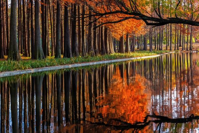 赶在降温前，把这十个景点红枫杏叶留下今年足迹，再访只待来年！