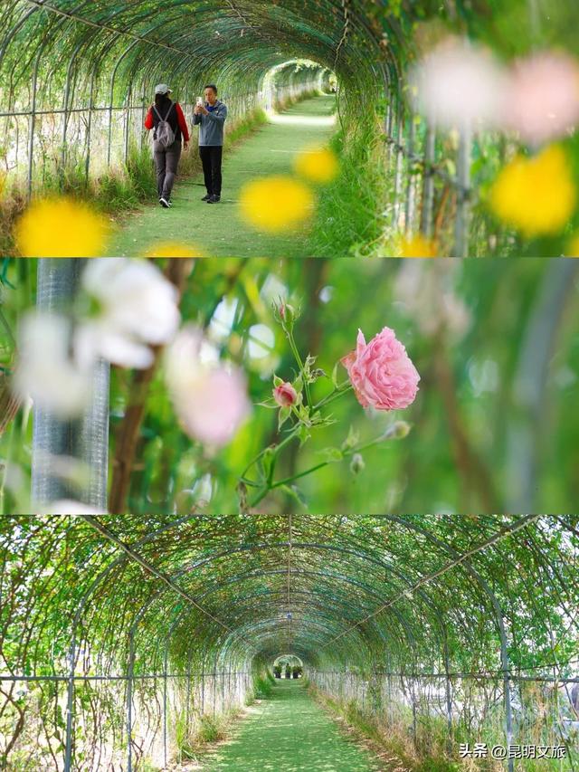 绿光隧道蔷薇花瀑💚昆明春天的隐藏副本