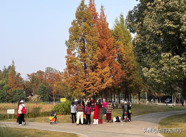 成都最美水杉红了，染红了湖面，不要门票，地铁公交直达！