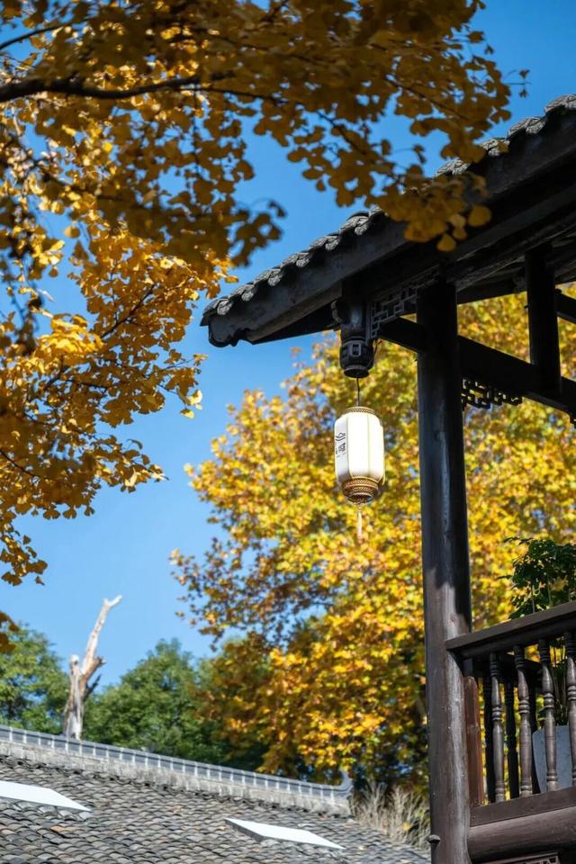 【美丽四川】一年一度朋友圈银杏比美时刻又来了！