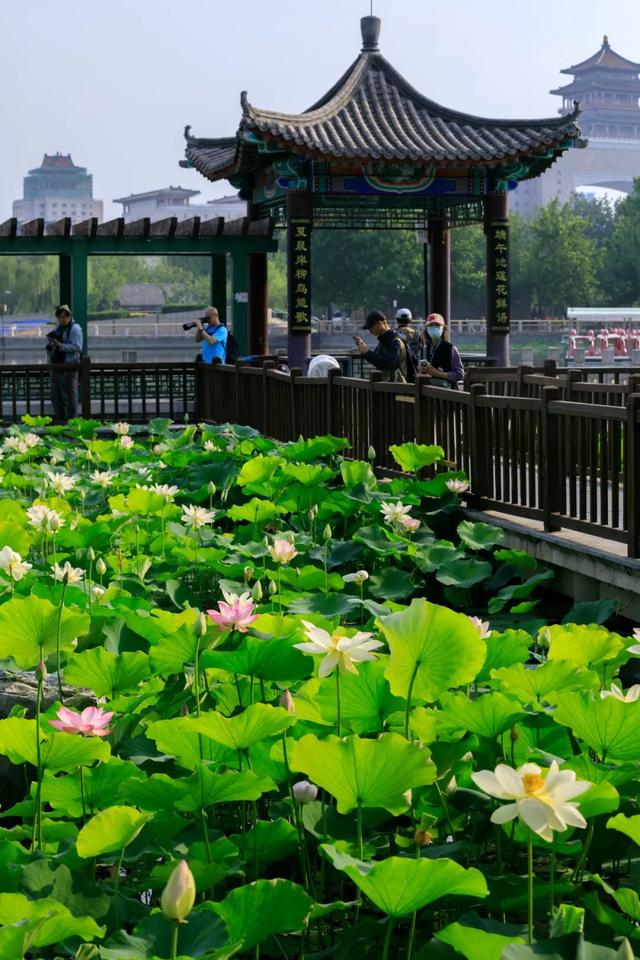 这个暑假，丰台“游”点“不一样”（自然游乐篇）