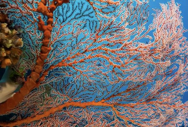 花8万美元乘豪华游轮！80岁老人被遗蜥蜴岛，5小时后才发现失踪