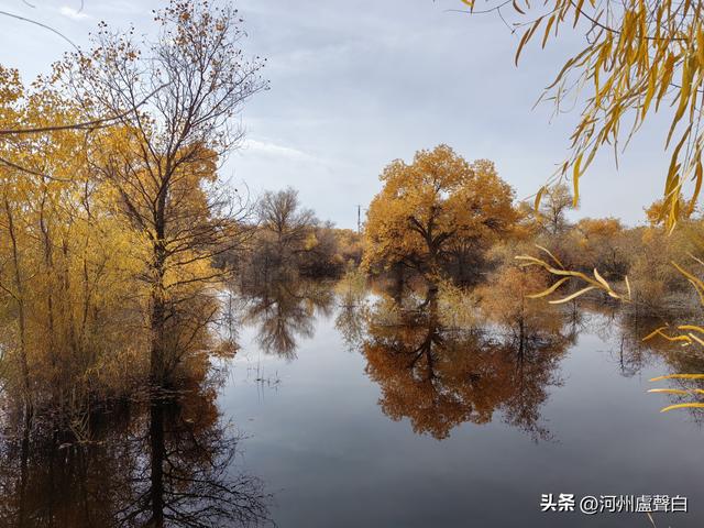 金塔胡杨林