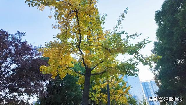 在建邺,“发呆”