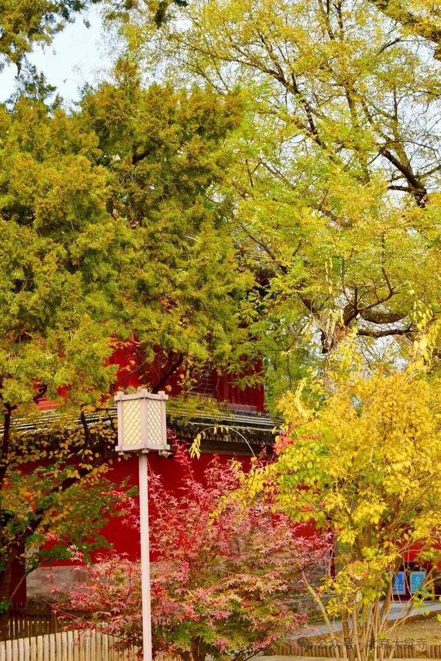 博物馆秋之旅｜本周安排！大觉寺银杏今日实况——