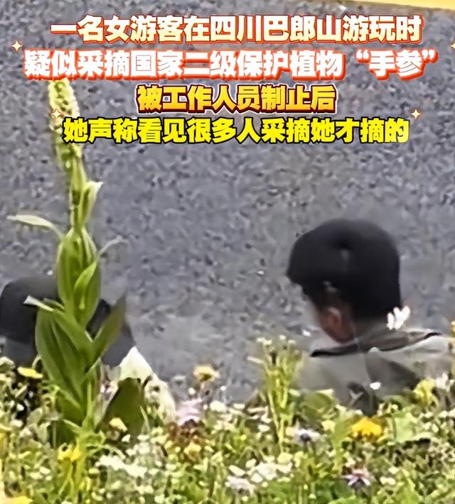 1株就犯法！四川女游客采一把“手参”，被阻拦后说很多人都在摘