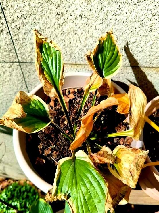 “！阴花不能进阳宅”，家里若有这5种花，请赶紧“搬出去”！