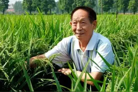 袁隆平诞辰94周年，禾下乘凉梦已经实现，杂交水稻也已走向世界图片