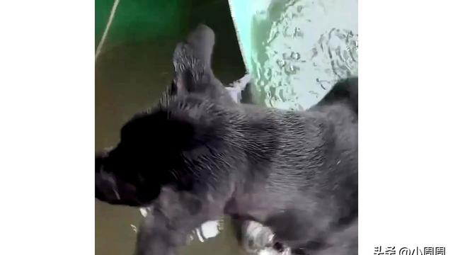 狗子冒着大雨淌水回家，到家发现水比外面还深。狗：淋成狗了